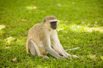 Singe en Zambie