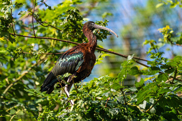 Glossy ibis, Plegadis falcinellus in a german zoo