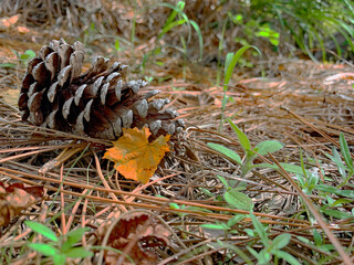 Autumn Pine Cone on Ground Among Pine Needles and Leaves