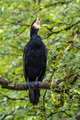 The great cormorant, Phalacrocorax carbo sitting on a branch