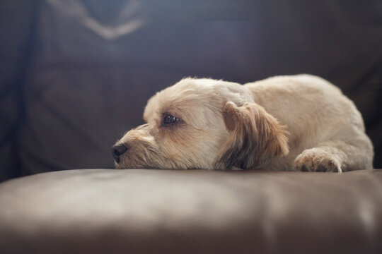 Tired as a dog.