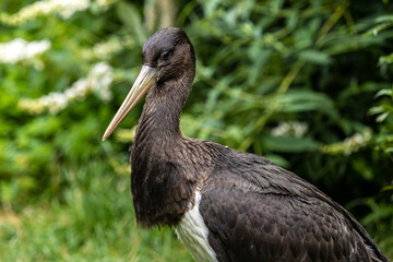 Black stork, Ciconia nigra in a german nature park