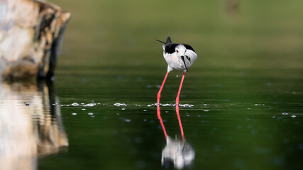 Close-up photo of Black-winged Stilt, black and white bird with very long red legs, wading in the middle of the water surface. Himantopus himantopus.