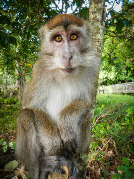 Curious Macaque sitting on branch