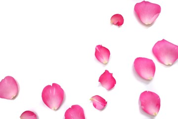 Blurred and softly style a group of sweet pink rose corollas on white isolated background