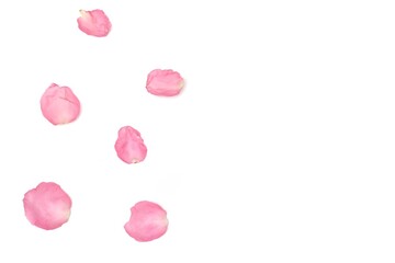 Blurred and softly style a group of sweet pink rose corollas on white isolated background