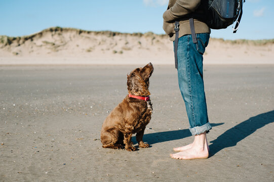 Dog sitting and looking up at man who is barefoot on a beach