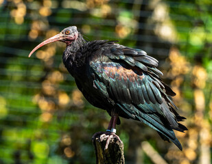 Northern Bald ibis, Geronticus eremita in the zoo
