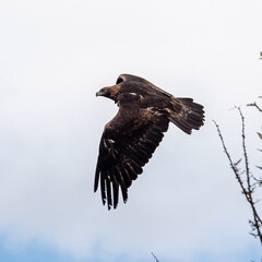 Golden eagle, Aquila chrysaetos sitting on a branch