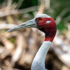 Sarus crane, Grus antigone also known as Indian sarus crane
