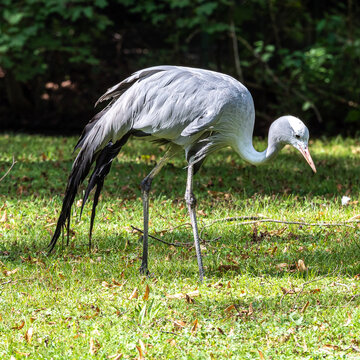 The Blue Crane, Grus paradisea, is an endangered bird