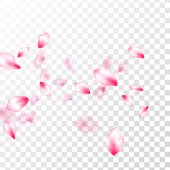 Pink cherry blossom petals isolated