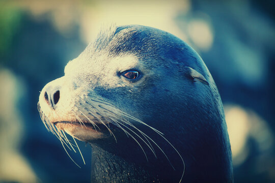 Sea Lion staring