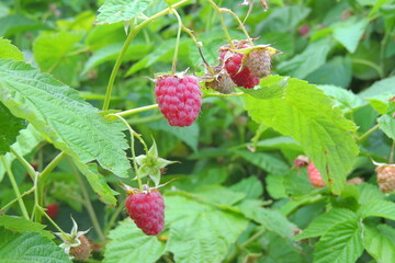 ripe raspberries on the bush