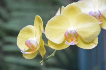 Fototapeta na wymiar frangipani flower
