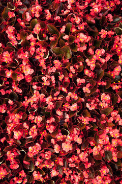 Nursery: Background of Begonias