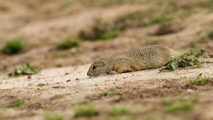 Detailed photo of a European ground squirrel, also known as the European souslik, at natural habitat. Spermophilus citellus
