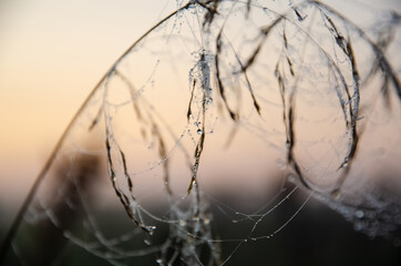 Closeup view of small dew drops on cobweb threads located on meadow plants early in the morning. Morning landscape in the meadow. Wonderful nature. Abstract floral background.
