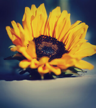 Close up of a sunflower