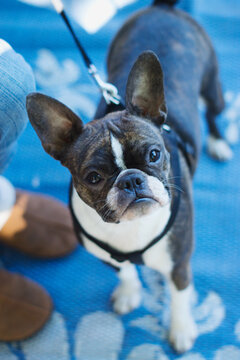 A brindle colored Boston terrier looks up