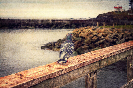 Piegon walking along the pier