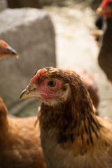 chickens in their own backyard
