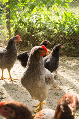 chickens in their own backyard