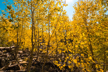 Yellow Quaking Aspen Trees Near Piles of Rhyolitic Tuff Boulders,Alpine Pond Trail,Cedar Breaks National Monument,Utah,USA