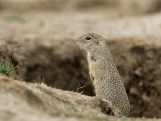 Detailed photo of a European ground squirrel, also known as the European souslik, at natural habitat. Spermophilus citellus