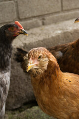 chickens in the fence