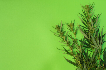 cannabis branch on a green background, plant used recreationally or as a medicinal drug, copy space for text