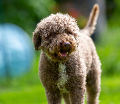 Lagotto romagnolo outdoors. Dog in the park with green grass and bushes.