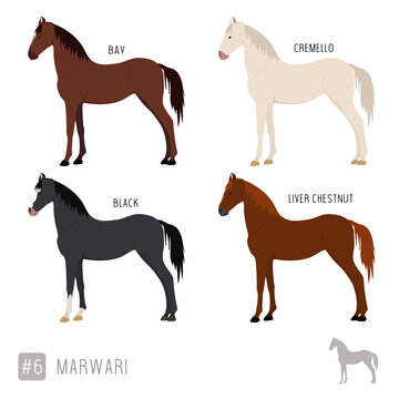 Horse Breeds: Set of Vector Marwari Horses