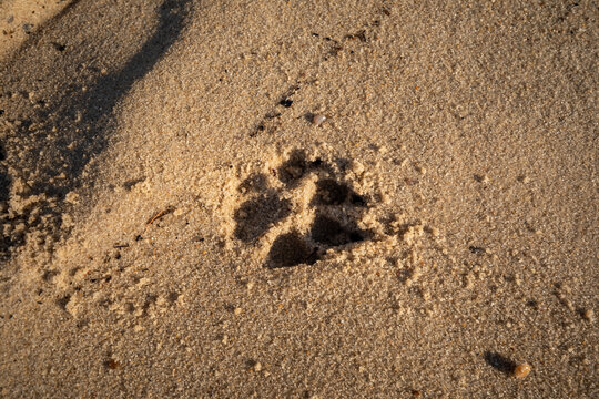 A dog paw print footprint on beach of Lake Superior at Pictured Rock National Lakeshore