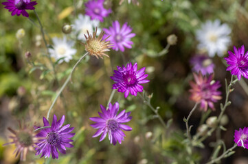 Fototapeta premium Xeranthemum annuum white and violet immortelle flowers in bloom, group of flowering plants in the garden