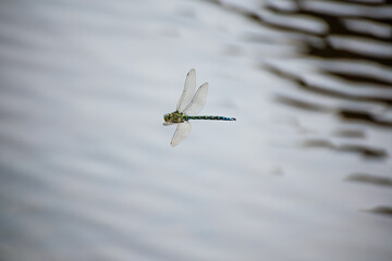 Dragonfly in flight across a pond