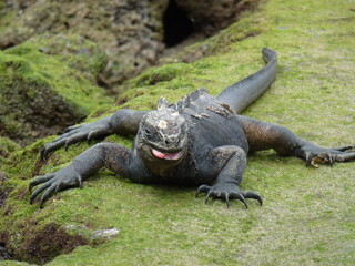 Black Iguana spread out and resting with toungue hanging out on a patch of green grass..