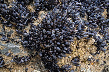 Naklejka na ściany i meble Mussels at low tide on rocks on a Cornwall coastline