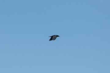 Raven in flight against a blue sky