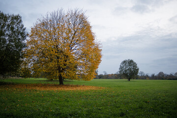 Fototapeta na wymiar Yellow tree with falling leaves all over the green grass