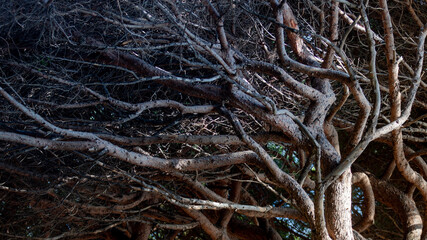 Tree branches background, copy space texture background