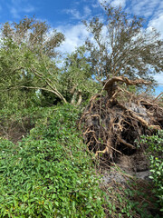 holly trees uprooted by Hurricane Sally 