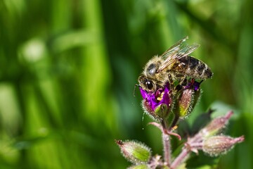 Honey bee collects nectar and pollinates the blossom