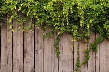 Green twigs and buds of hops hang from a wooden fence in the village, with copyspace