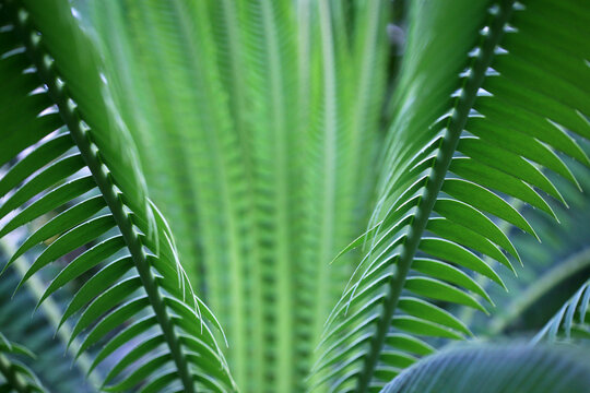 Spiny Fronds Of A Tropical Dioon Plant