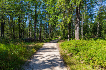 Fototapeta premium Hiking trail in forest in Beskid Sadecki in Poland, mountains in summer landscape