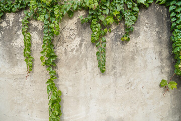 Branches of a green plant with small leaves twine and hang down a dirty cement light wall with cracks,  a wall overgrown with plants as a background