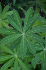 green leaves of good shape