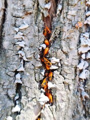 bark of a birch