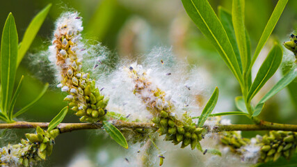 grass on a branch